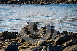 Seals resting in Ytri Tunga beach
