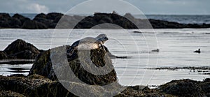 Seals resting in Ytri Tunga beach