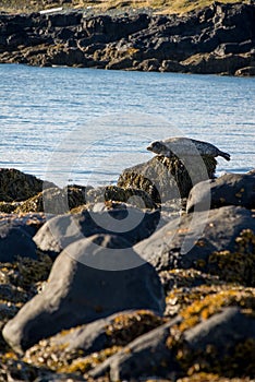 Seals resting in Ytri Tunga beach