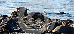 Seals resting in Ytri Tunga