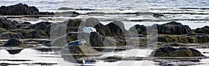 Seals resting in Ytri Tunga beach