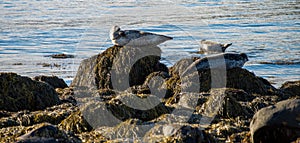 Seals resting in Ytri Tunga beach