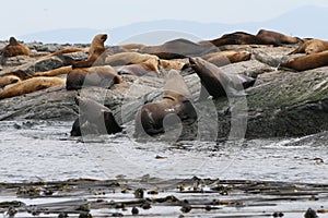 Seals on a rock