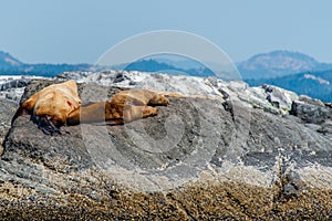 Seals on Rock - British Columbia, Canada