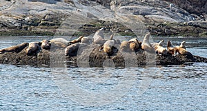 Seals on a rock in the ocean