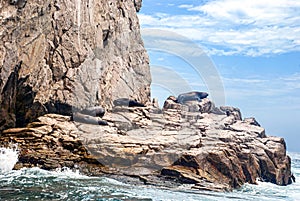 Seals on the rocks