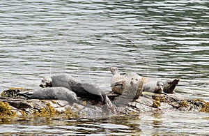 Seals on the rocks