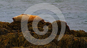Seals on rocky beach, Iceland