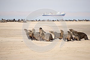 Seals run towards ocean