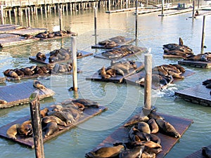 Seals at San Francisco