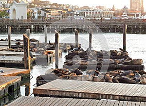 seals in San Francisco Bay