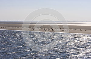 Seals upon sand bench between Terschelling and Ameland