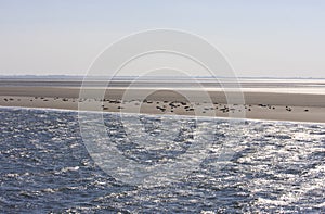 Seals upon sand bench between Terschelling and Ameland photo