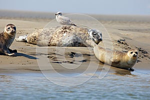 Seals on a sandbank