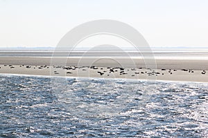 Seals upon sandbank between Terschelling and Ameland photo