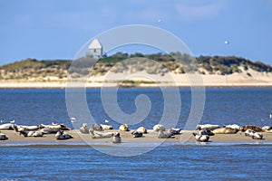 Seals on a sandbank in the wadden sea