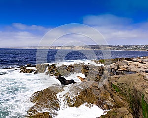 Seals On Sandiego Shore Line photo