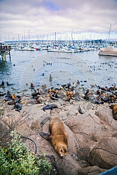 Seals and sea lions bask along the shores of Monterey in California