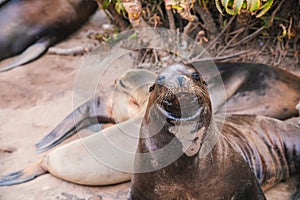 Seals and sea lions bask along the shores of Monterey in California