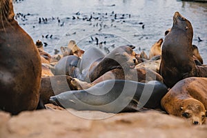 Seals and sea lions bask along the shores of Monterey in California
