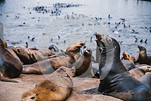 Seals and sea lions bask along the shores of Monterey in California