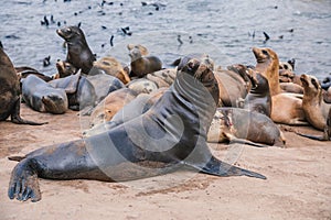 Seals and sea lions bask along the shores of Monterey in California