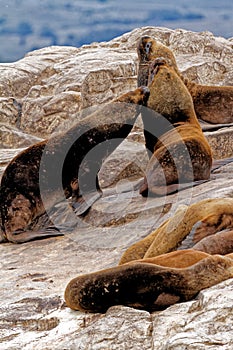 Seals and sea lions, Beagle Channel - Argentina