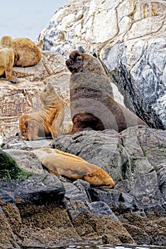 Seals and sea lions, Beagle Channel - Argentina