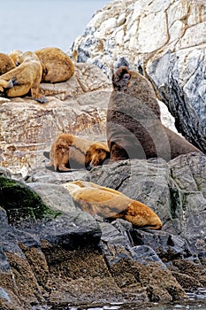 Seals and sea lions, Beagle Channel - Argentina