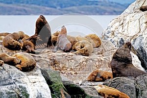 Seals and sea lions, Beagle Channel - Argentina