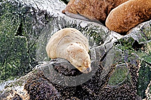 Seals and sea lions, Beagle Channel - Argentina