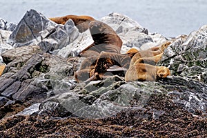 Seals and sea lions, Beagle Channel - Argentina