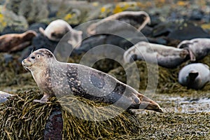 Seals, sea lions sunbathing in Ytri Tunga beach in Snaefellsnes Peninsula in West Iceland