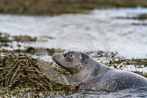 Seals, sea lions sunbathing in Ytri Tunga beach in Snaefellsnes Peninsula in West Iceland