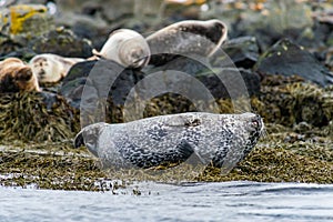 Seals, sea lions sunbathing in Ytri Tunga beach in Snaefellsnes Peninsula in West Iceland