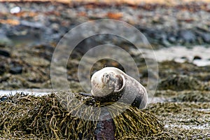 Seals, sea lions sunbathing in Ytri Tunga beach in Snaefellsnes Peninsula in West Iceland