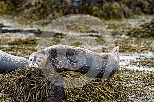 Seals, sea lions sunbathing in Ytri Tunga beach in Snaefellsnes Peninsula in West Iceland