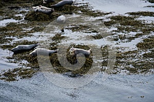 Seals, sea lions sunbathing in Ytri Tunga beach in Snaefellsnes Peninsula in West Iceland