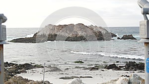 Seals or sea lions, wild animal on rocky beach. Ocean waves. California wildlife