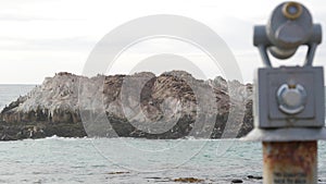 Seals or sea lions, wild animal on rocky beach. Ocean waves. California wildlife