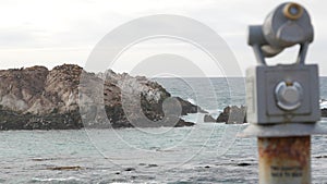 Seals or sea lions, wild animal on rocky beach. Ocean waves. California wildlife