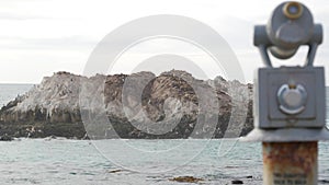 Seals or sea lions, wild animal on rocky beach. Ocean waves. California wildlife