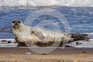 Seals at the Seal Colony on the beach at Horsey, Norfolk