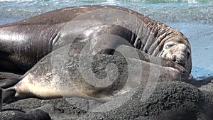 Seals show love tenderness regard on coastline of Falkland Islands Antarctica.