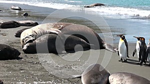 Seals show love tenderness regard and penguins on Falkland Islands Antarctica.