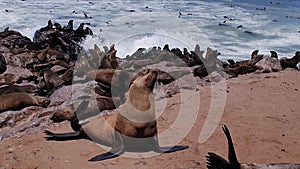 Seals, Skeleton coast, Namibia