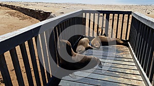 Seals, Skeleton coast, Namibia