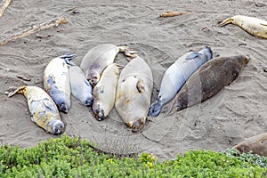 Seals sleeping at the beach near San Simeon