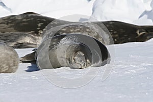 Seals sleeping on ice