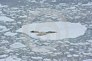 Seals sleeping on an ice floe, Antarctica